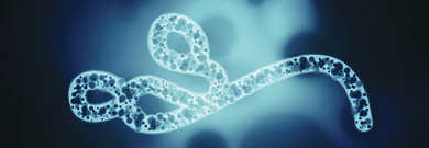 Ebola Bundibugyo Outbreak