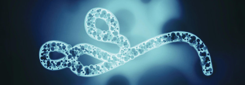 Ebola Bundibugyo Outbreak