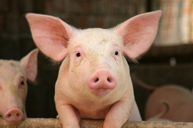 Alert piglet innocent to its transmission role