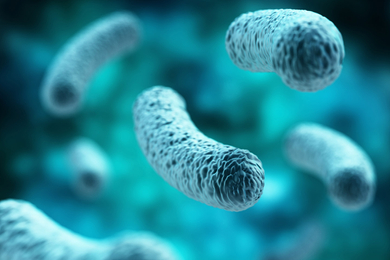 Bacterial infection: Rod-shaped Lactobacillus bacteria