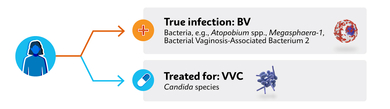 Infection Infographic